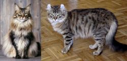 American Longhair vs American Curl - Breed Comparison