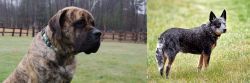 American Mastiff vs Austrailian Blue Heeler - Breed Comparison