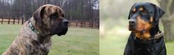 American Mastiff vs Rottweiler - Breed Comparison