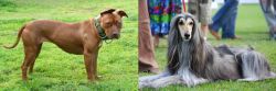 American Pit Bull Terrier vs Afghan Hound - Breed Comparison