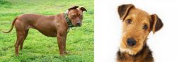 American Pit Bull Terrier vs Airedale Terrier - Breed Comparison