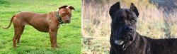 American Pit Bull Terrier vs Alano Espanol - Breed Comparison