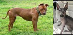American Pit Bull Terrier vs American Hairless Terrier - Breed Comparison