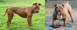 American Pit Bull Terrier vs Australian Bulldog - Breed Comparison