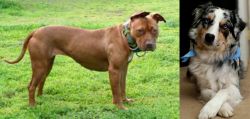 American Pit Bull Terrier vs Australian Collie - Breed Comparison
