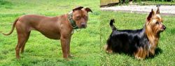 American Pit Bull Terrier vs Australian Silky Terrier - Breed Comparison