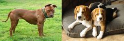 American Pit Bull Terrier vs Beagle - Breed Comparison