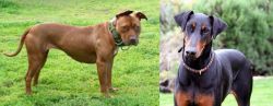 American Pit Bull Terrier vs Doberman Pinscher - Breed Comparison