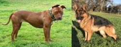 American Pit Bull Terrier vs German Shepherd - Breed Comparison