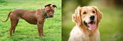 American Pit Bull Terrier vs Golden Retriever - Breed Comparison
