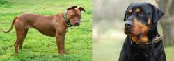 American Pit Bull Terrier vs Rottweiler - Breed Comparison