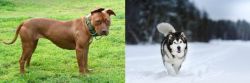 American Pit Bull Terrier vs Siberian Husky - Breed Comparison