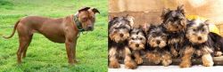American Pit Bull Terrier vs Yorkshire Terrier - Breed Comparison