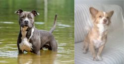 American Staffordshire Terrier vs Alopekis - Breed Comparison