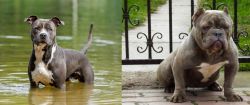 American Staffordshire Terrier vs American Bully - Breed Comparison