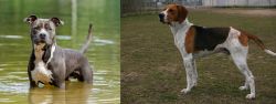 American Staffordshire Terrier vs Anglo-Francais de Petite Venerie - Breed Comparison