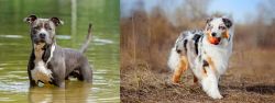 American Staffordshire Terrier vs Australian Shepherd - Breed Comparison