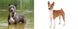 American Staffordshire Terrier vs Basenji - Breed Comparison