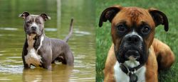 American Staffordshire Terrier vs Boxer - Breed Comparison