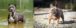 American Staffordshire Terrier vs French Bulldog - Breed Comparison