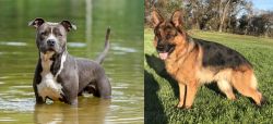 American Staffordshire Terrier vs German Shepherd - Breed Comparison