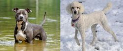 American Staffordshire Terrier vs Poodle - Breed Comparison
