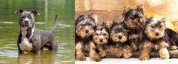 American Staffordshire Terrier vs Yorkshire Terrier - Breed Comparison