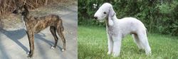 American Staghound vs Bedlington Terrier - Breed Comparison