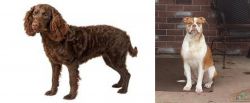 American Water Spaniel vs Alapaha Blue Blood Bulldog - Breed Comparison
