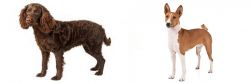American Water Spaniel vs Basenji - Breed Comparison