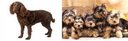 American Water Spaniel vs Yorkshire Terrier - Breed Comparison