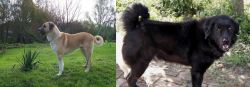Anatolian Shepherd vs Bakharwal Dog - Breed Comparison