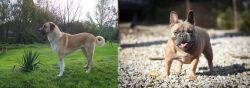 Anatolian Shepherd vs French Bulldog - Breed Comparison