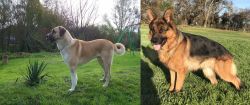 Anatolian Shepherd vs German Shepherd - Breed Comparison