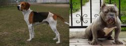 Anglo-Francais de Petite Venerie vs American Bully - Breed Comparison