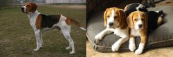 Anglo-Francais de Petite Venerie vs Beagle - Breed Comparison
