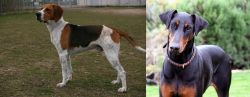 Anglo-Francais de Petite Venerie vs Doberman Pinscher - Breed Comparison
