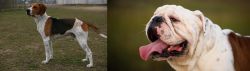 Anglo-Francais de Petite Venerie vs English Bulldog - Breed Comparison