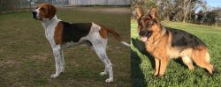 Anglo-Francais de Petite Venerie vs German Shepherd - Breed Comparison