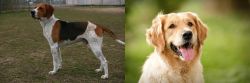 Anglo-Francais de Petite Venerie vs Golden Retriever - Breed Comparison
