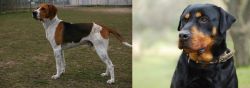Anglo-Francais de Petite Venerie vs Rottweiler - Breed Comparison