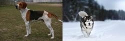Anglo-Francais de Petite Venerie vs Siberian Husky - Breed Comparison