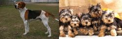 Anglo-Francais de Petite Venerie vs Yorkshire Terrier - Breed Comparison