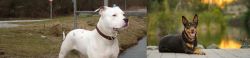 Antebellum Bulldog vs Australian Kelpie - Breed Comparison