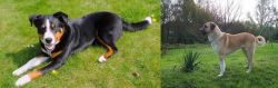 Appenzell Mountain Dog vs Anatolian Shepherd - Breed Comparison