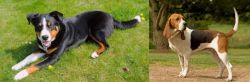 Appenzell Mountain Dog vs Artois Hound - Breed Comparison