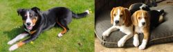 Appenzell Mountain Dog vs Beagle - Breed Comparison