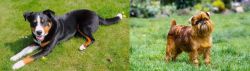 Appenzell Mountain Dog vs Belgian Griffon - Breed Comparison