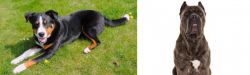 Appenzell Mountain Dog vs Cane Corso - Breed Comparison