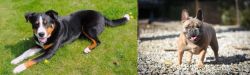 Appenzell Mountain Dog vs French Bulldog - Breed Comparison